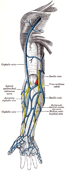 upper limb veins